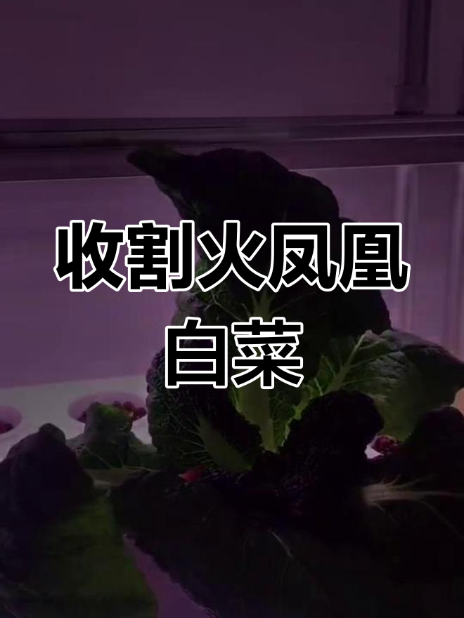 火凤凰白菜26天收割,火锅、辣白菜轻松搞定!