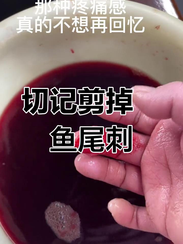 魟鱼尾刺有毒,处理时需小心