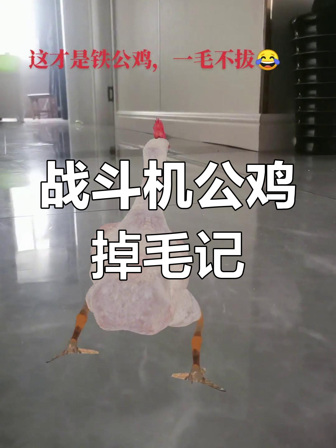 公鸡热到掉毛,简直成了“无毛公鸡”