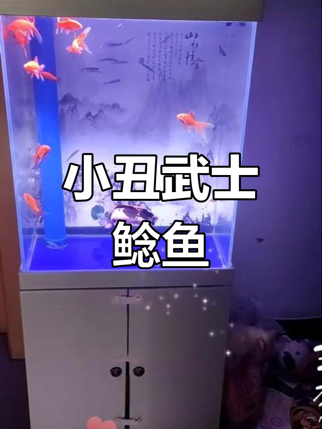 远离喧嚣,小丑武士鲶鱼的心灵之旅