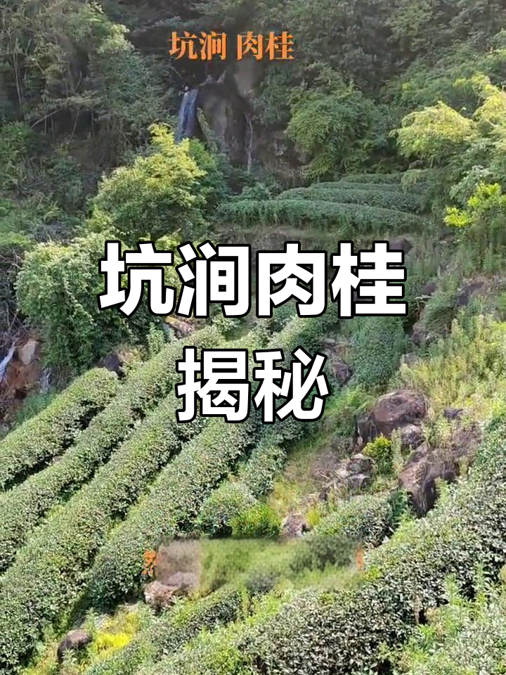 坑涧肉桂,指生长在特定山区的独特品种