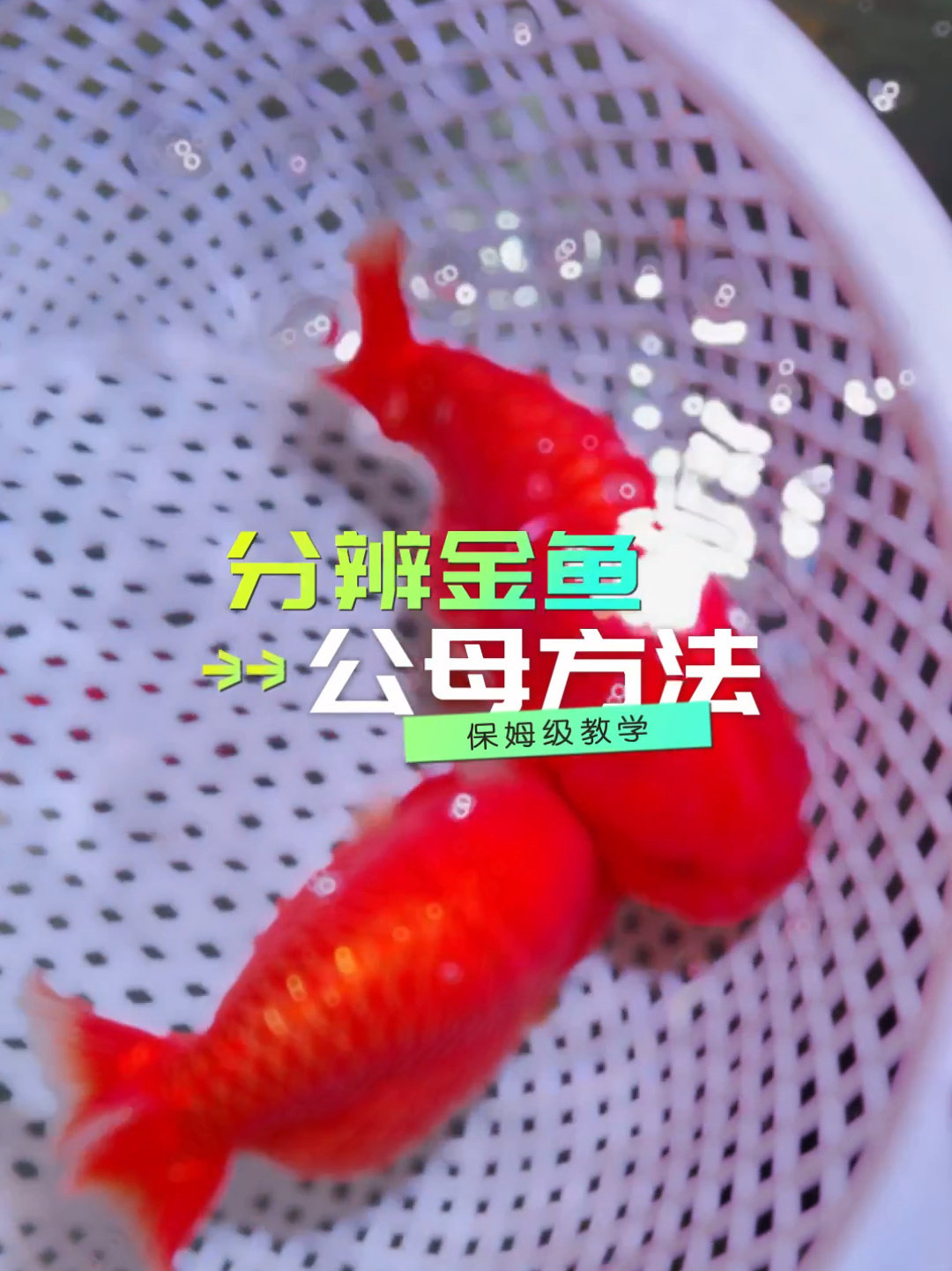金鱼分辨公母小方法