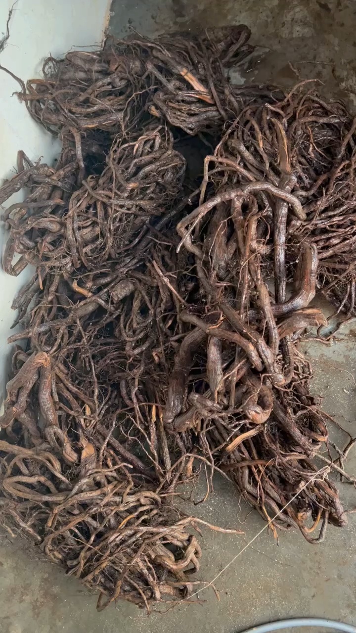 海南黎叔家挖的野生胡椒根,煲汤不错