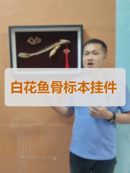白花鱼鱼骨标本