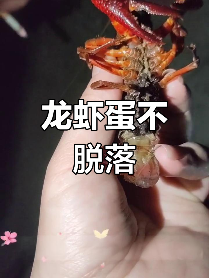 龙虾蛋为何不掉?
