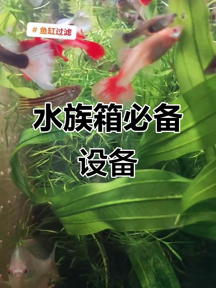 鱼缸过滤和氧气很重要,水妖精加氧泵轻松搞定