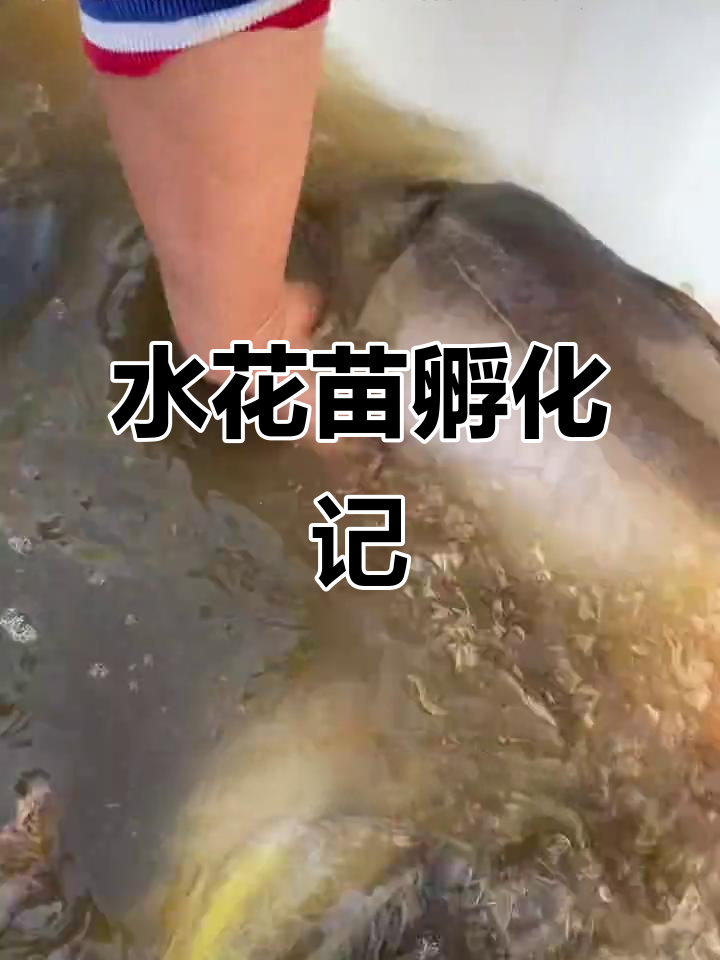 裸斑鱼孵化顺利,水花苗陆续发货