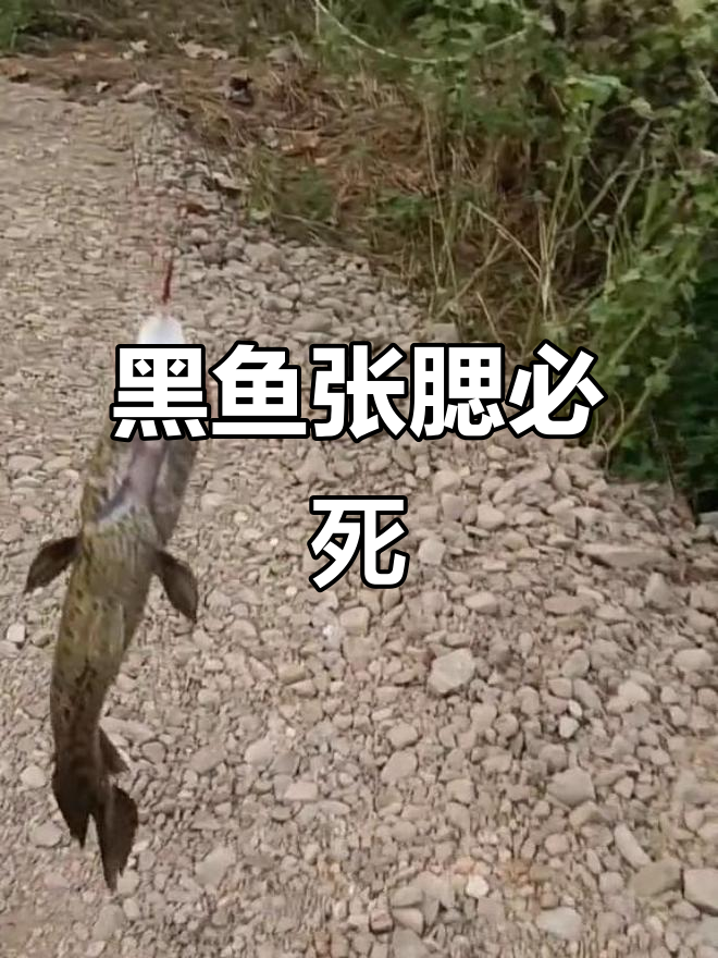黑鱼腮张开就活不了,钓鱼人揭秘原因