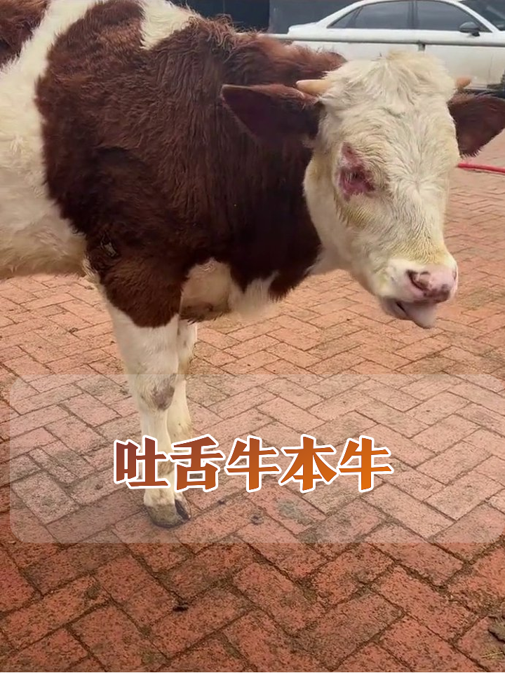 牛界表情包扛把子!左眼挂腮红疯狂吐舌忙不停