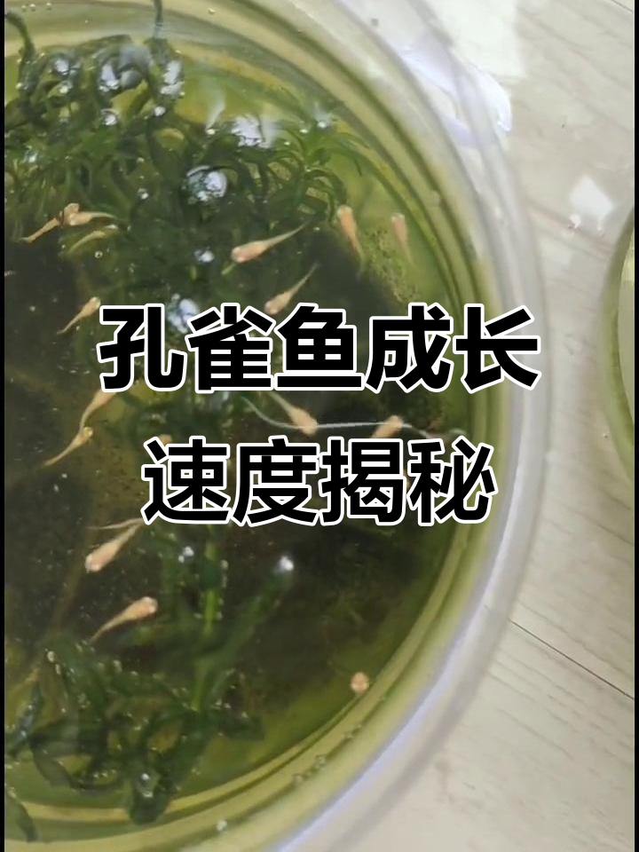 孔雀鱼一个月能长多大？从出生到成长的真实记录