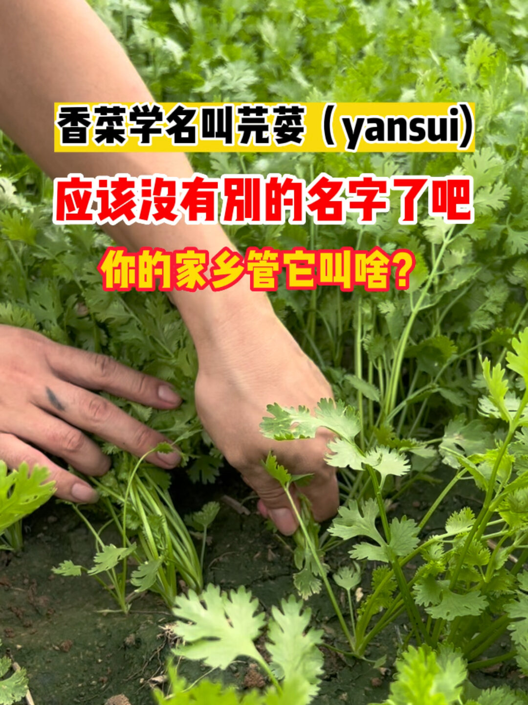 香菜学名芫荽