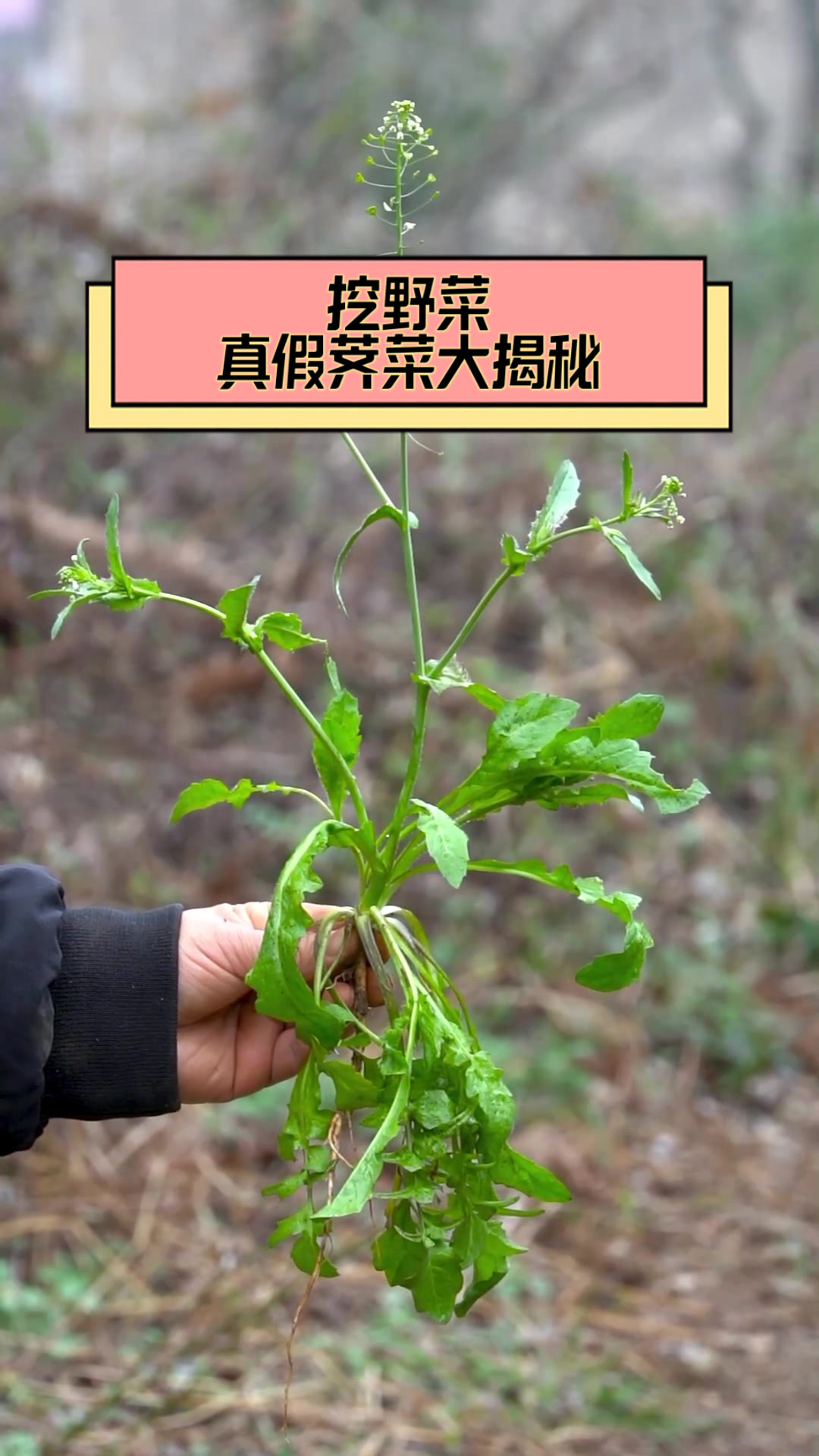 挖野菜,真假荠菜大揭秘