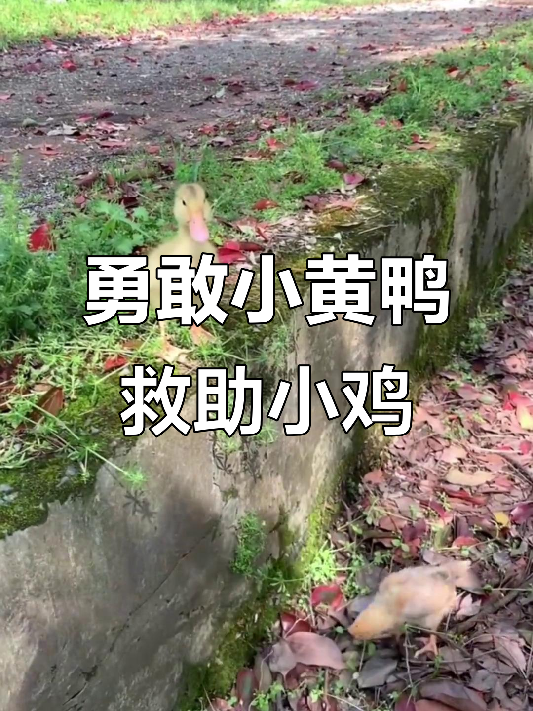 小黄鸭勇救小鸡,成为朋友!