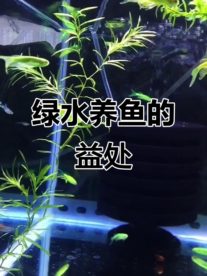 绿藻如何影响鱼缸水质?从褐到绿的转变过程揭秘
