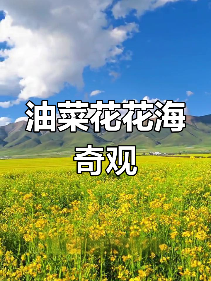 青海油菜花海:壮丽美景与自然力量的完美结合
