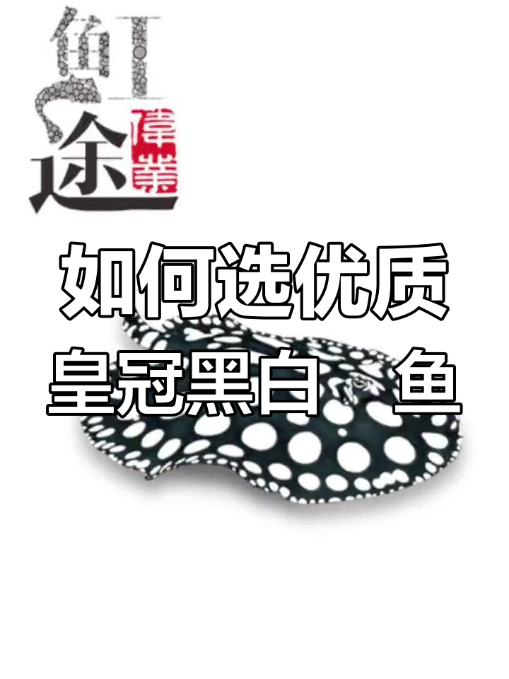 挑选皇冠黑白魟鱼:主点与蕾丝边决定品质