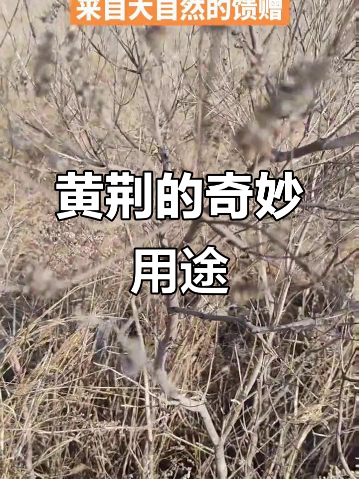 你知道黄荆全身都是宝吗？快来评论分享它的神奇功效！
