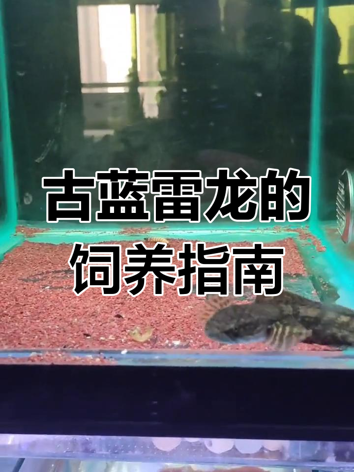 古蓝雷龙:稀有观赏鱼解析