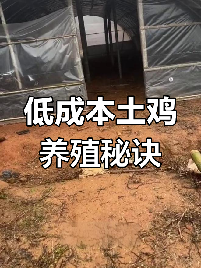 简易棚养鸡,成本低但保温难,湖南养殖户如何应对?