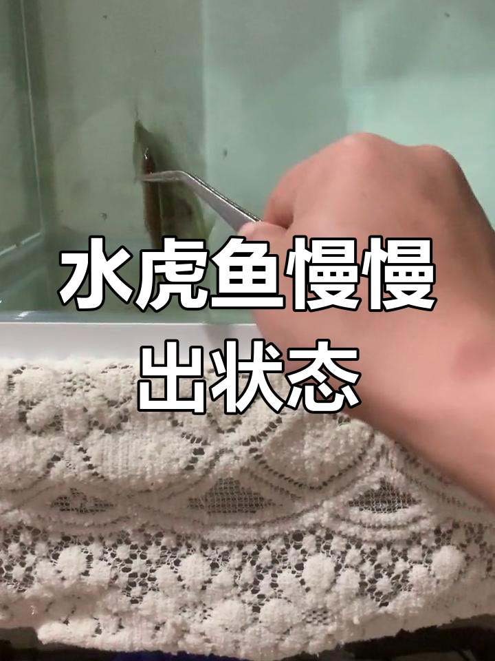 秘鲁钻黑鱼状态渐佳