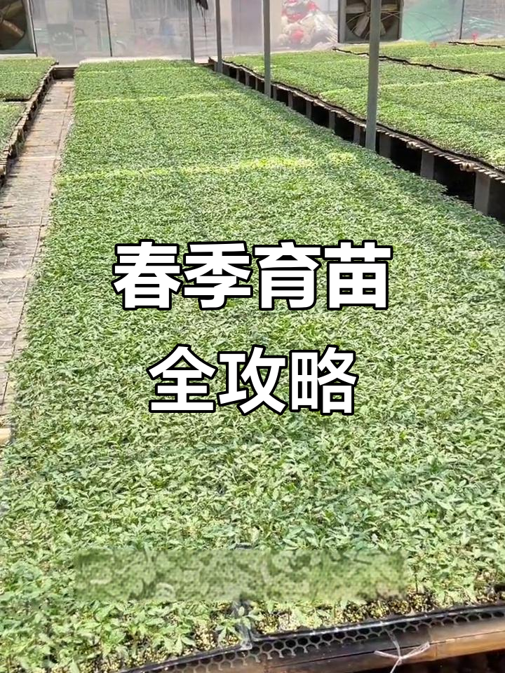 春季育苗时间表,蔬菜种植必备小技巧