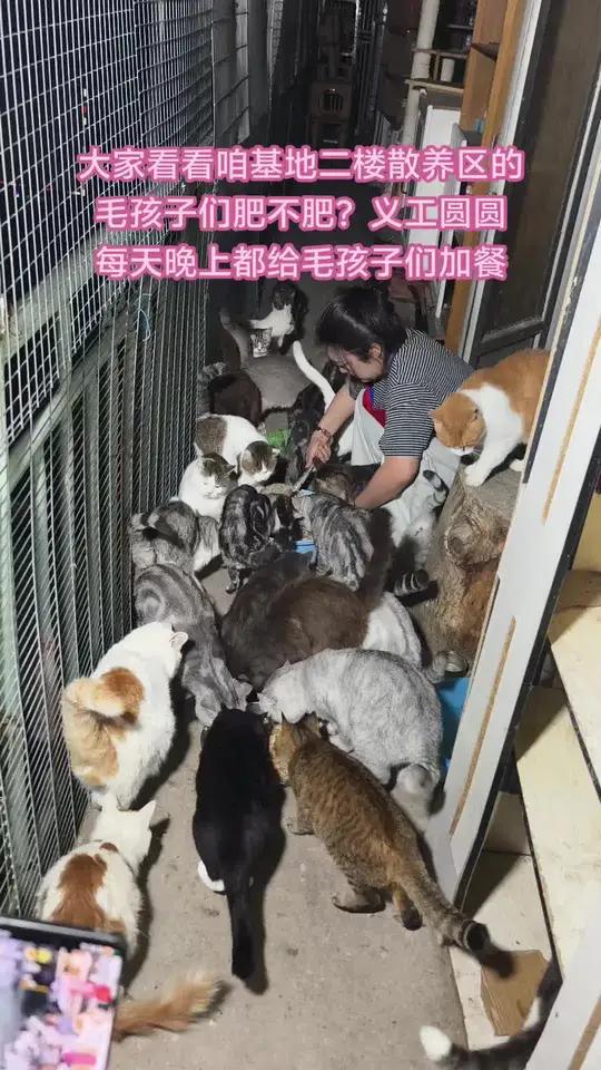 每天基地毛孩子们最幸福的时刻就是晚上加餐开大餐的时刻,马不吃夜草不肥毛孩子们不吃夜宵他也不