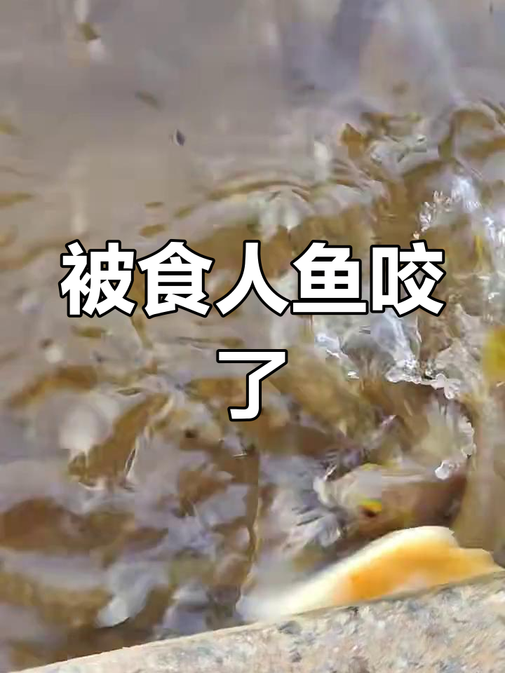 喂鱼反被食人鱼咬,水下不是法外之地!