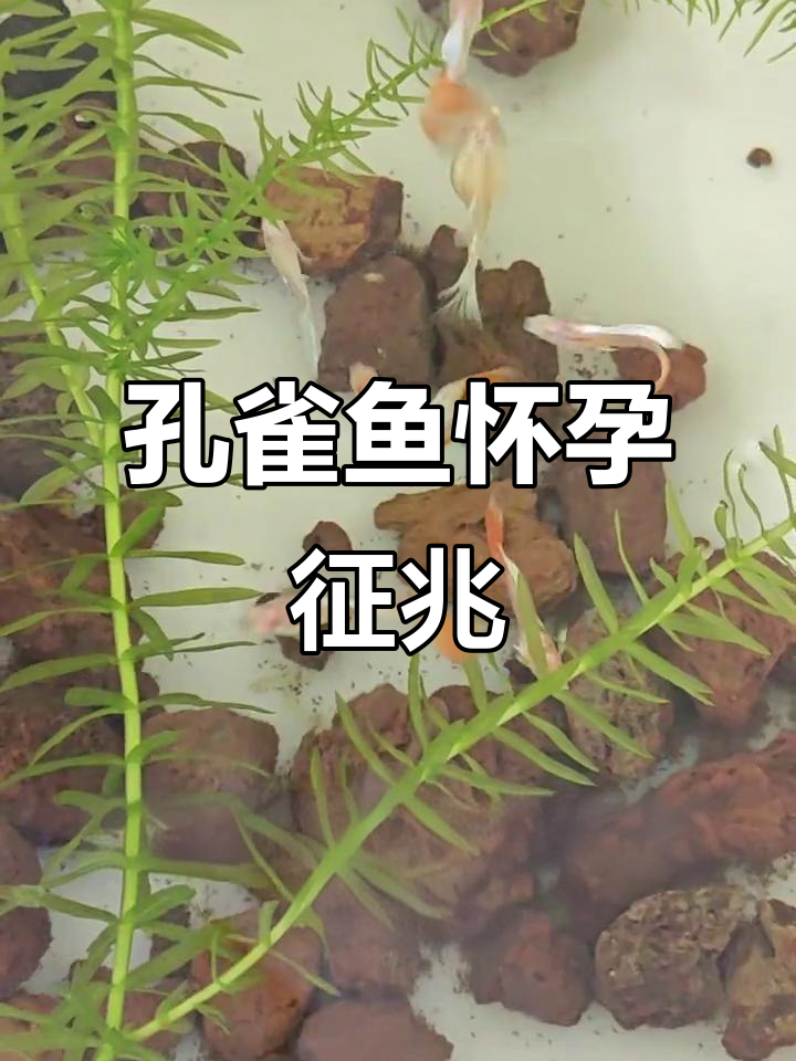 如何判断孔雀鱼是否怀孕?这些迹象你得知道