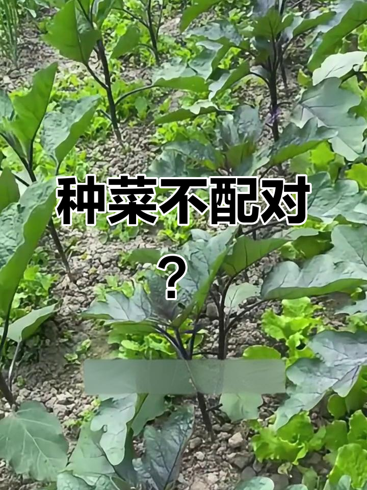 蔬菜种植小技巧:搭配对了,产量翻倍