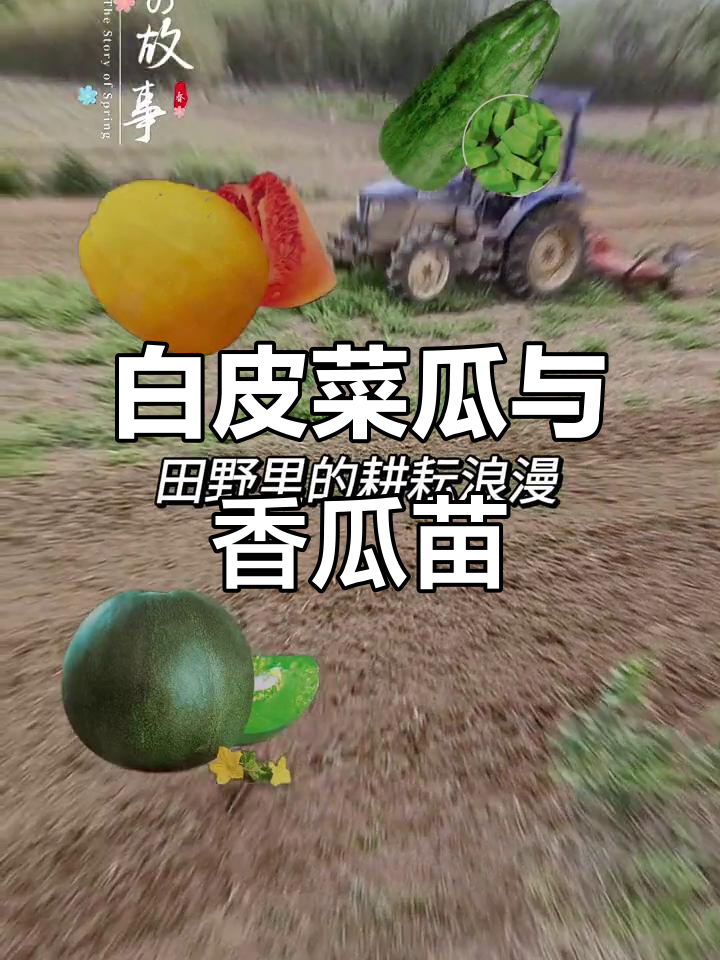 香瓜苗移栽顺利完成,脆甜白皮菜瓜来袭