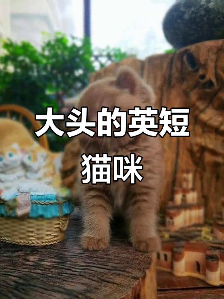 肉桂色英国短毛猫,头大的女孩也能轻松驾驭