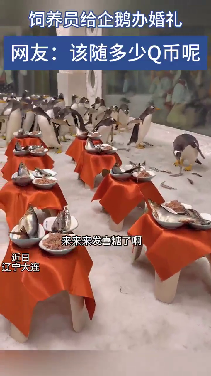 饲养员给企鹅办婚礼,其他企鹅都是宾客