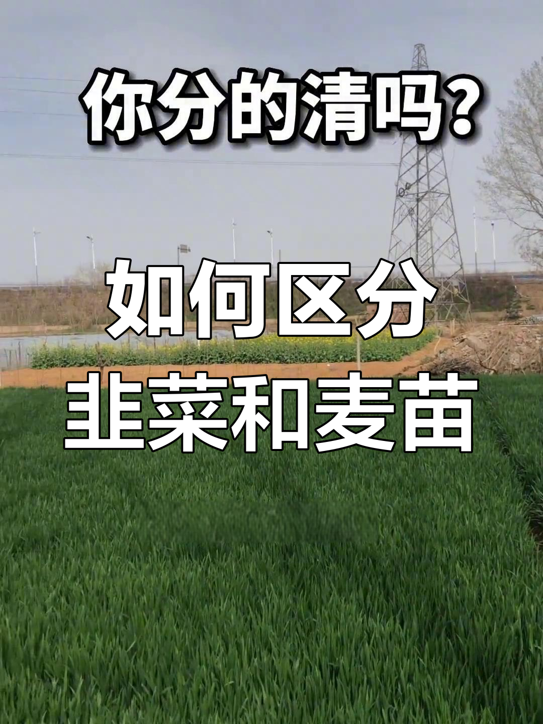 韭菜与麦苗的区别,你分得清吗?