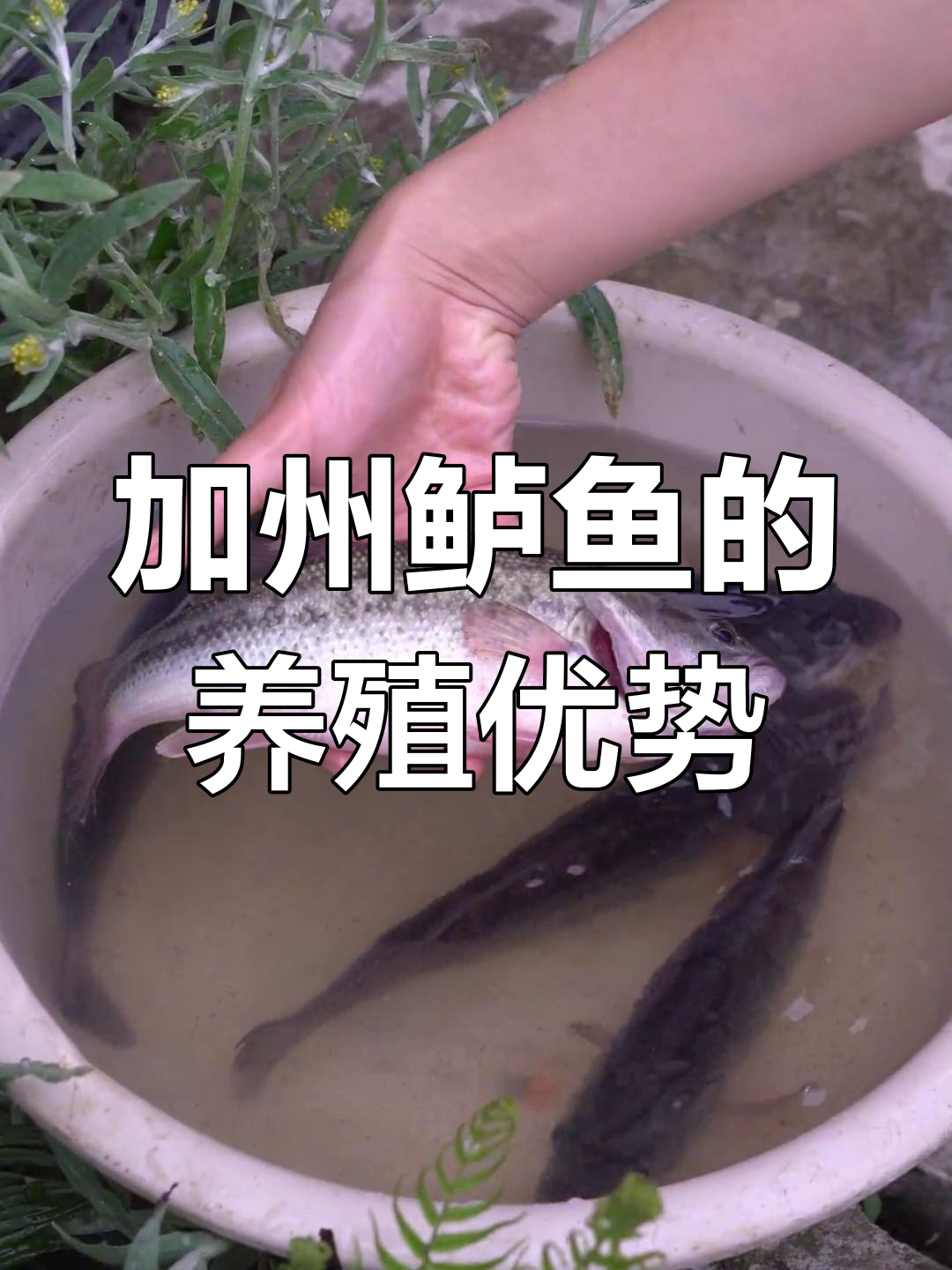 加州鲈鱼:肉质鲜美,适应性强