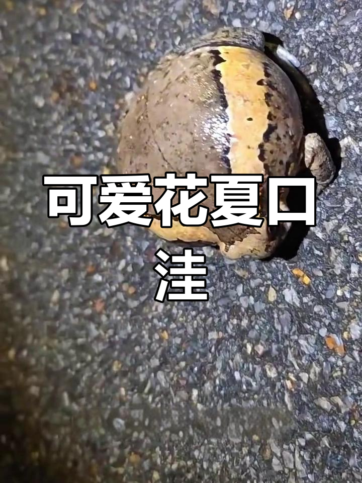 花狭口蛙:夜晚捕食的“牛”叫声,遇到危险会变大吓敌