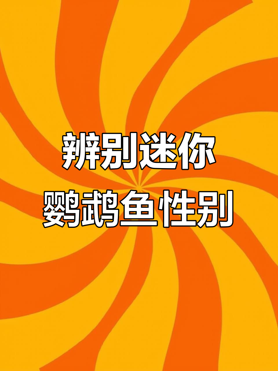 如何分辨迷你鹦鹉鱼的公母？发情期特征大揭秘