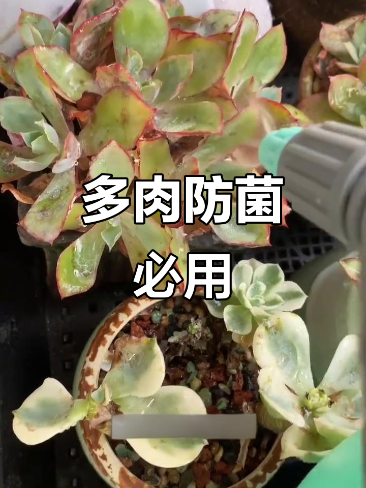 夏季多肉必备杀菌剂,轻松应对真菌病害