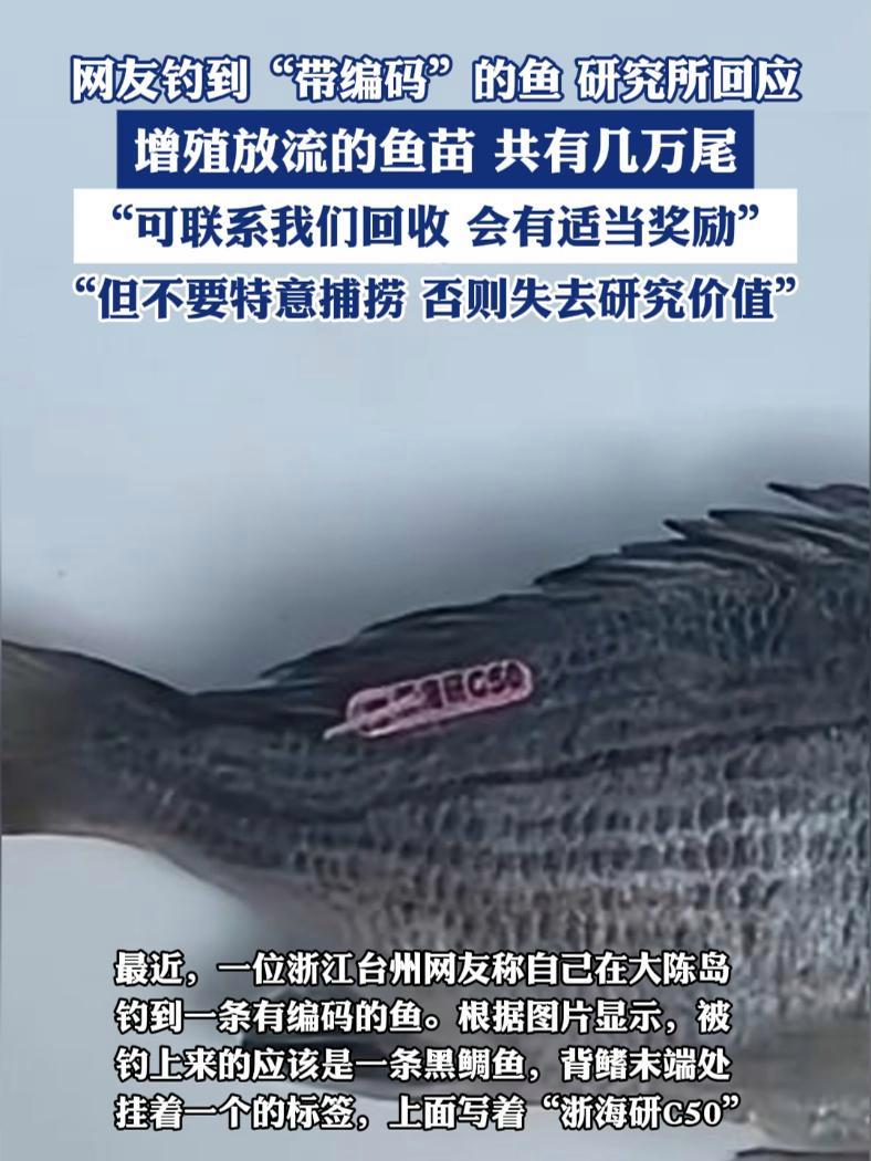 网友钓到“带编码”的鱼,研究所回应:增殖放流的鱼苗