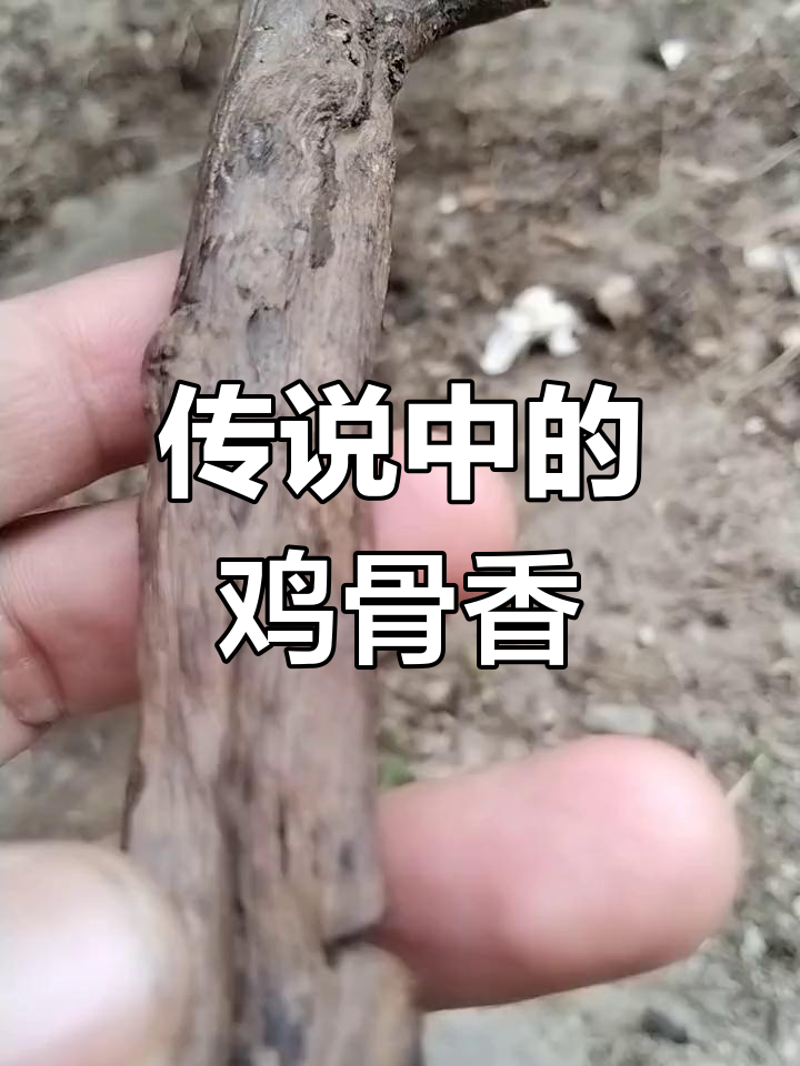 鸡骨香的神秘魅力