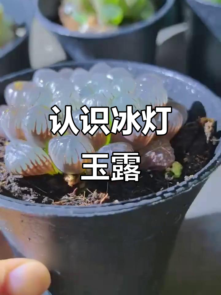 冰灯玉露:晶莹剔透的多肉植物,养护技巧全揭秘