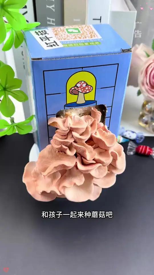 和孩子一起体验种植蘑菇的乐趣吧!观察蘑菇的整个生长过程,种好的蘑菇还能炒着吃植物观察日记儿