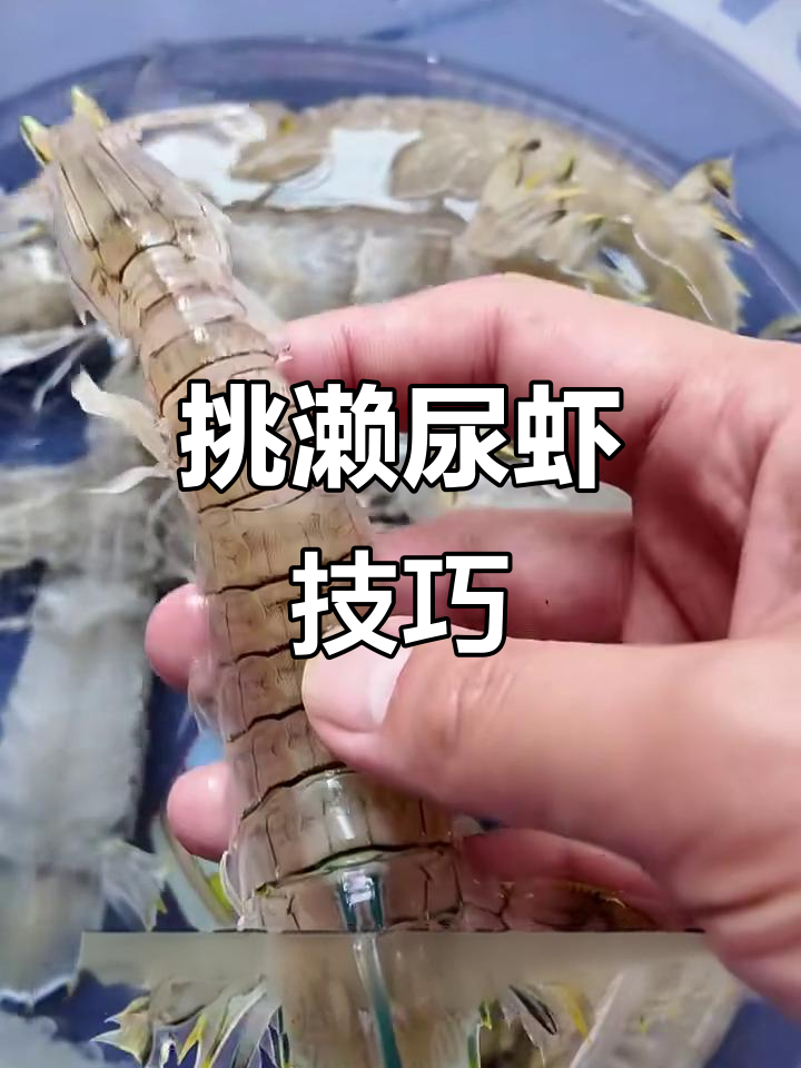 如何挑选新鲜濑尿虾?教你选对鲜活美味!