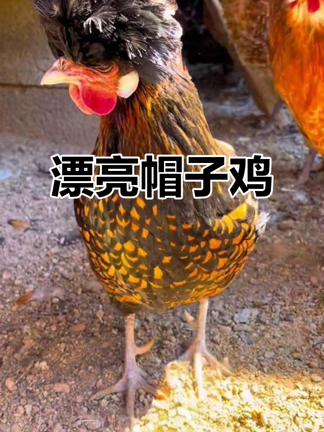帽子鸡：自信满满，头顶毛茸冠羽遮眼