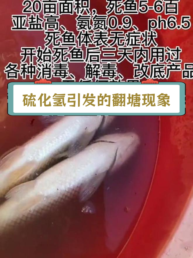 高密度养殖中硫化氢中毒的危害