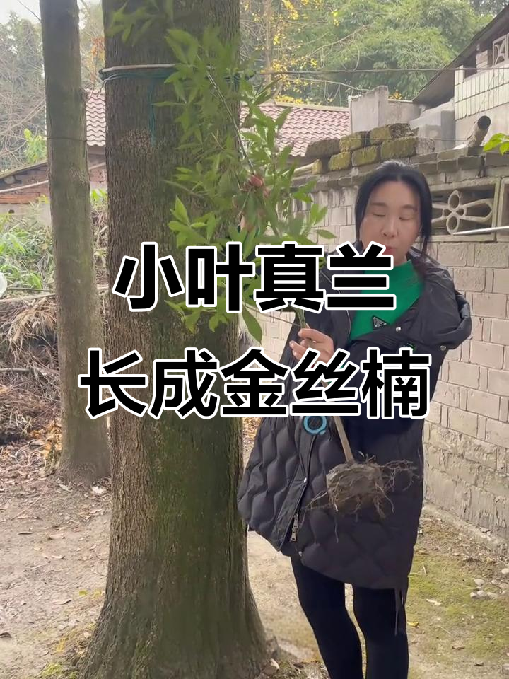 金丝楠木守护家园,从小叶真兰到宝塔形状的成长历程