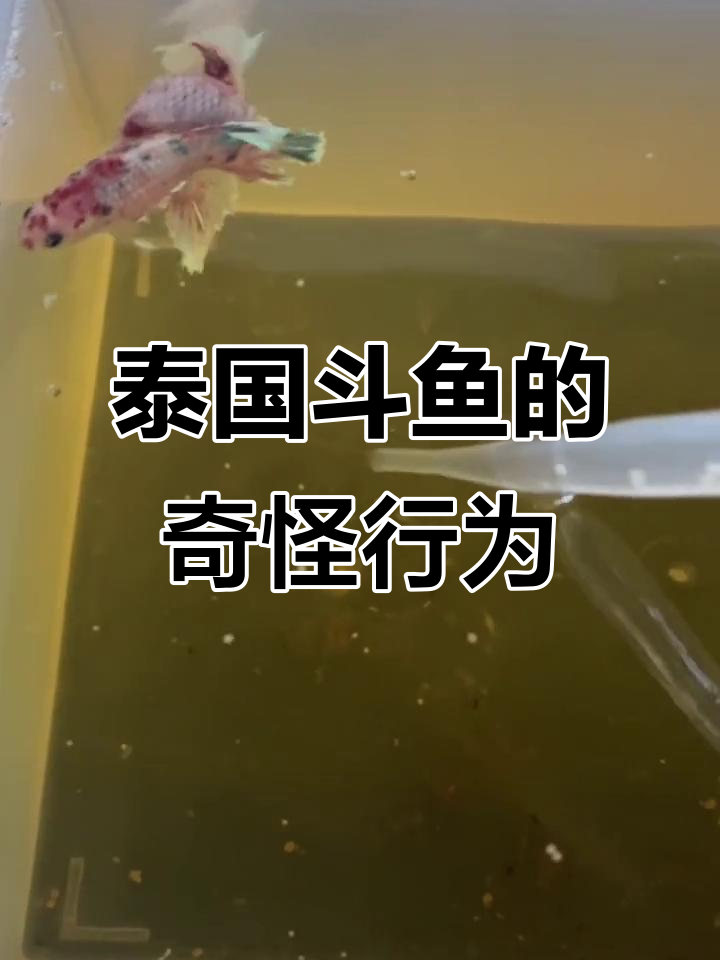 泰国斗鱼繁殖的奇葩经历,母鱼不吐泡泡就交配了!