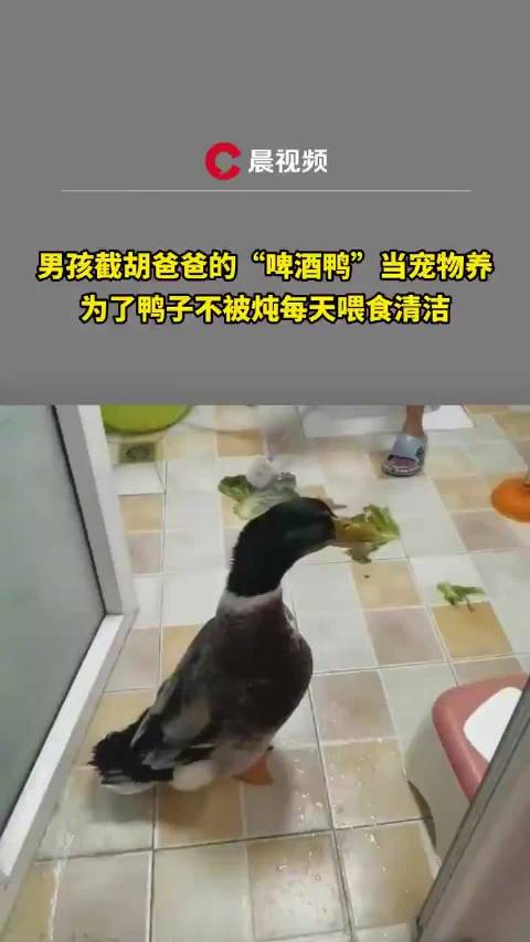 「男孩截胡爸爸的啤酒鸭当宠物养 鸭子的命保住了「笑哭」」有位爸爸的同事从巴中带来了一只鸭子