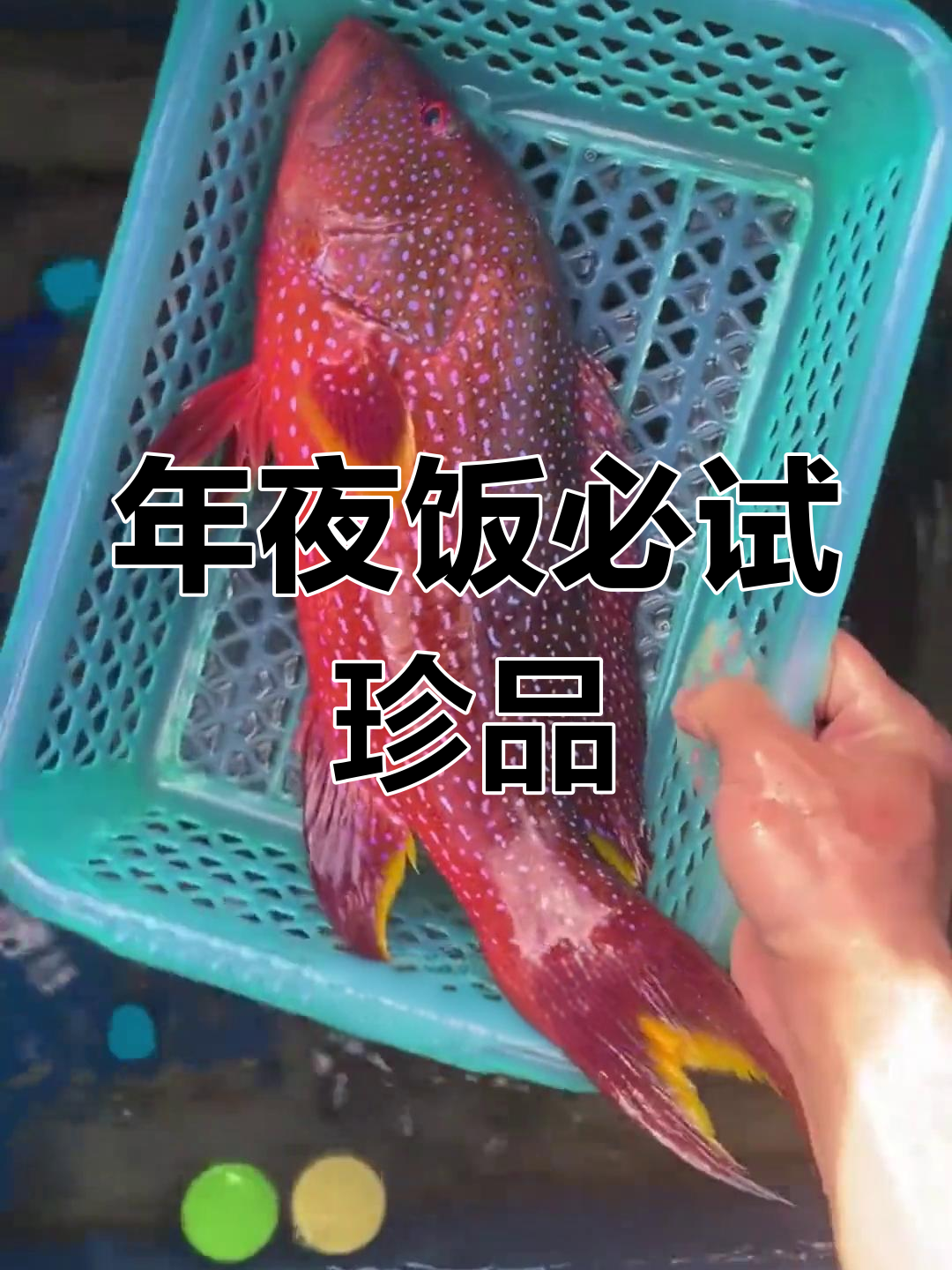 燕尾星斑,年夜饭必备美味,寓意吉祥,口感超越东星斑