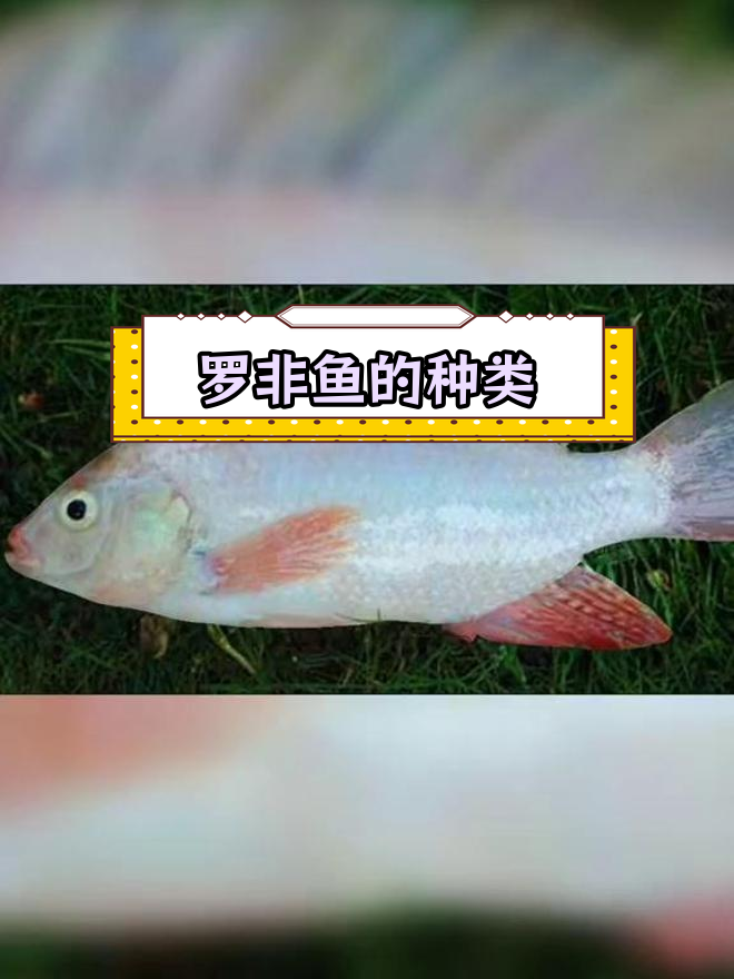 7种常见罗非鱼品种,挑战你的钓鱼技巧