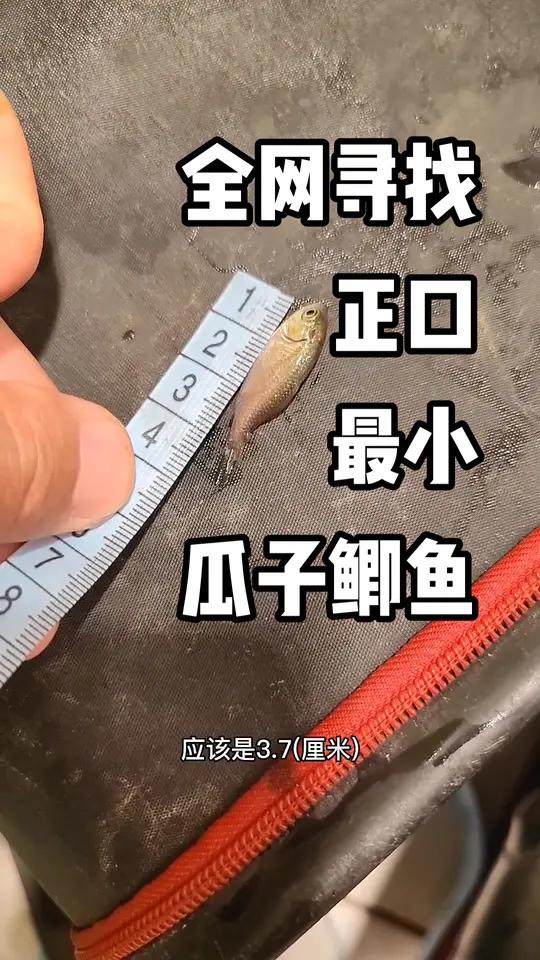 钓鱼20多年,头一回给鲫鱼量三围,全网寻找鲫鱼大神钓的最小瓜子鲫 2022dou来钓鱼 爱